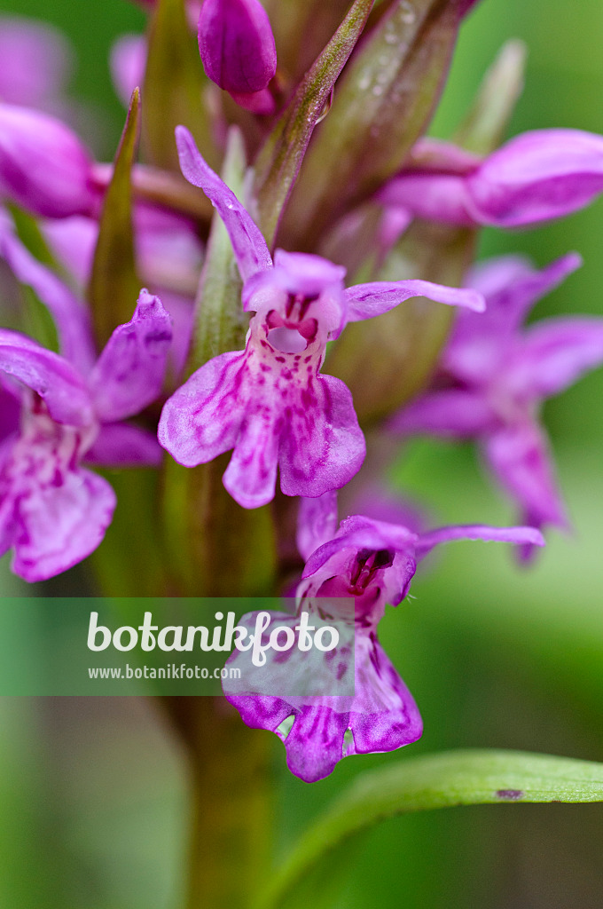 484123 - Broad-leaved marsh orchid (Dactylorhiza majalis)