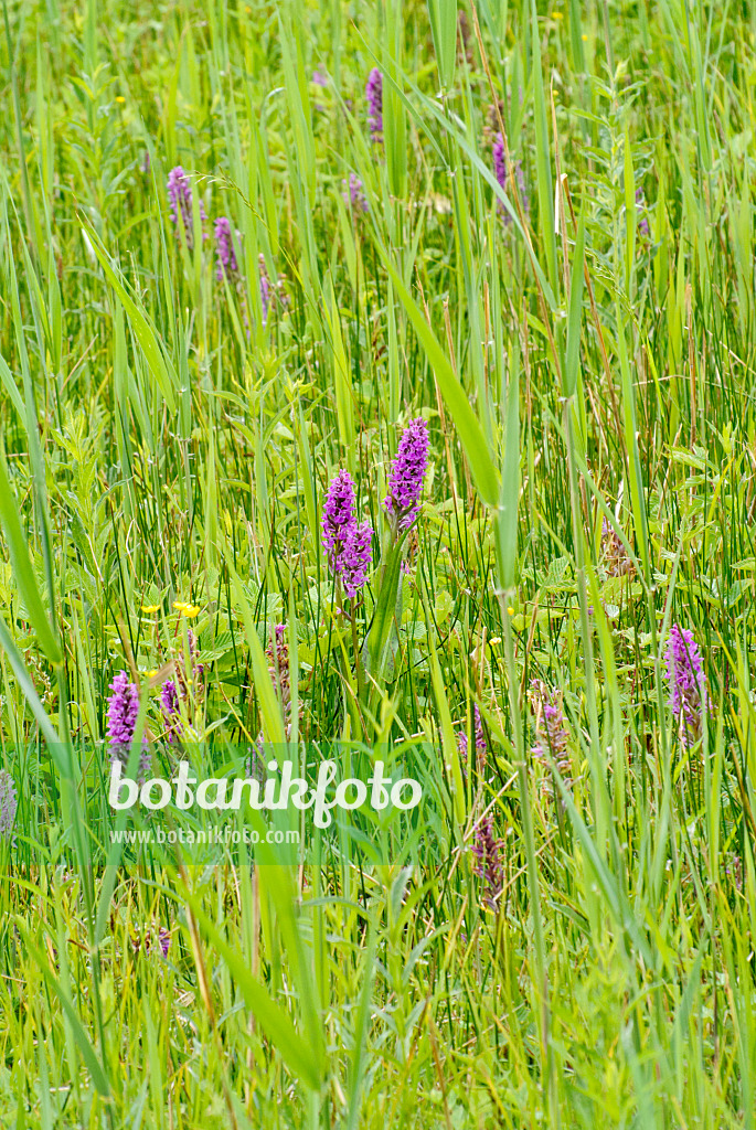 545070 - Broad-leaved marsh orchid (Dactylorhiza majalis)