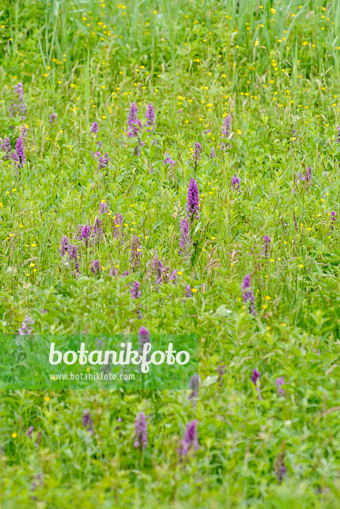 545071 - Broad-leaved marsh orchid (Dactylorhiza majalis)