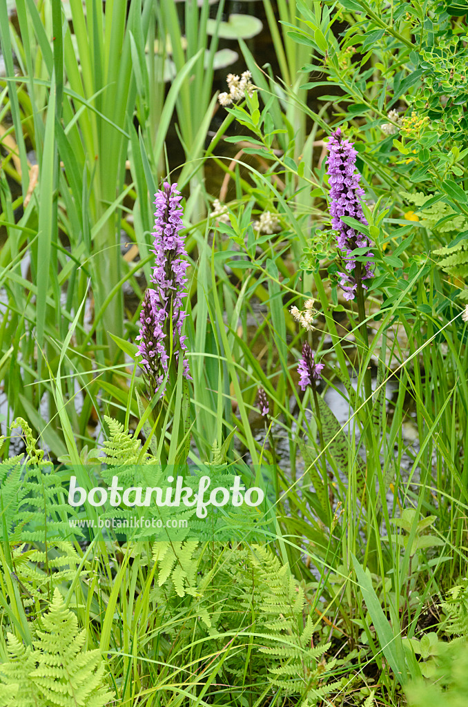 545135 - Broad-leaved marsh orchid (Dactylorhiza majalis)