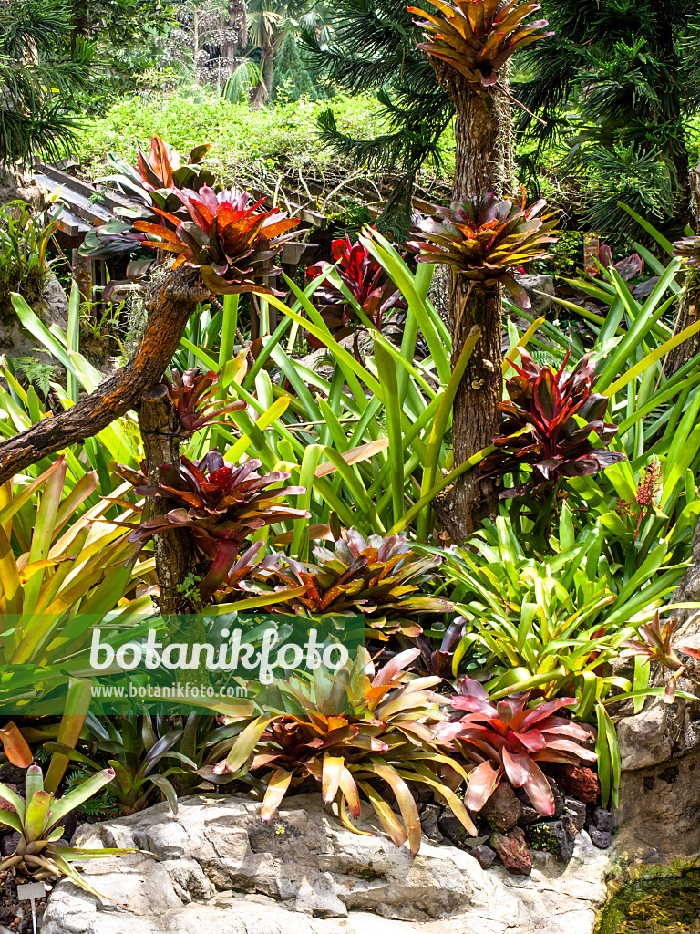 454148 - Bromeliad garden, National Orchid Garden, Singapore