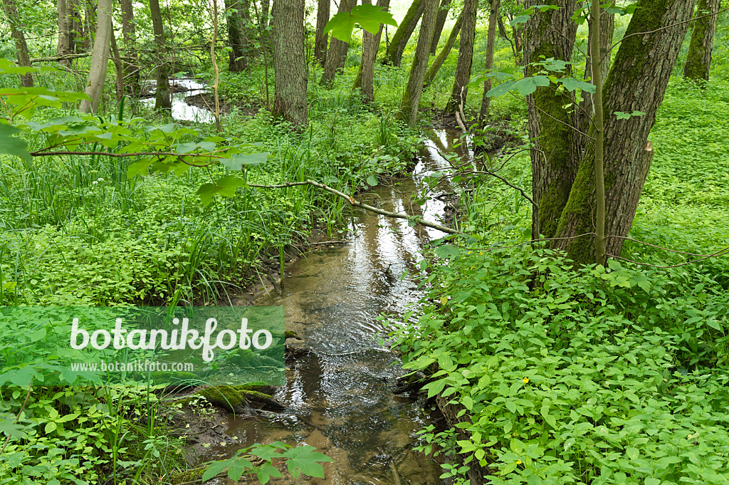 509182 - Brook in an alluvial forest, Lower Oder Valley National Park, Germany