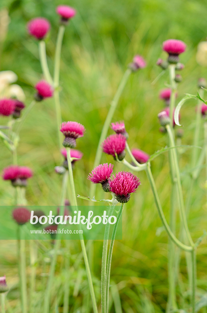 533452 - Brook thistle (Cirsium rivulare 'Atropurpureum')