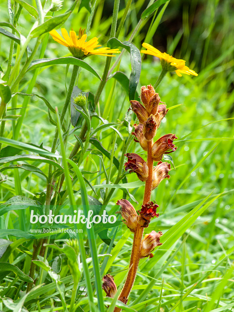 439255 - Broomrape (Orobanche)