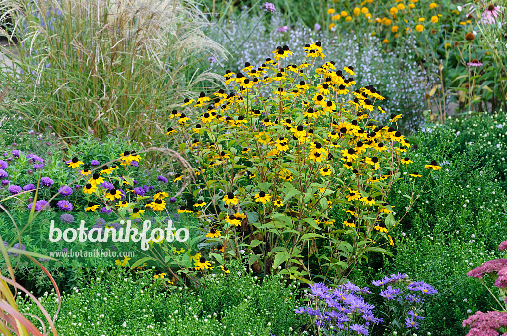 476203 - Brown-eyed Susan (Rudbeckia triloba)