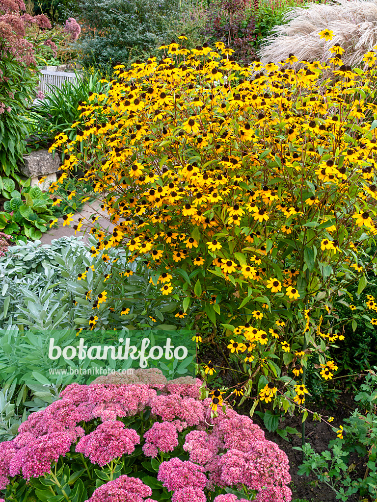 452230 - Brown-eyed Susan (Rudbeckia triloba) and orpine (Sedum telephium syn. Hylotelephium telephium)