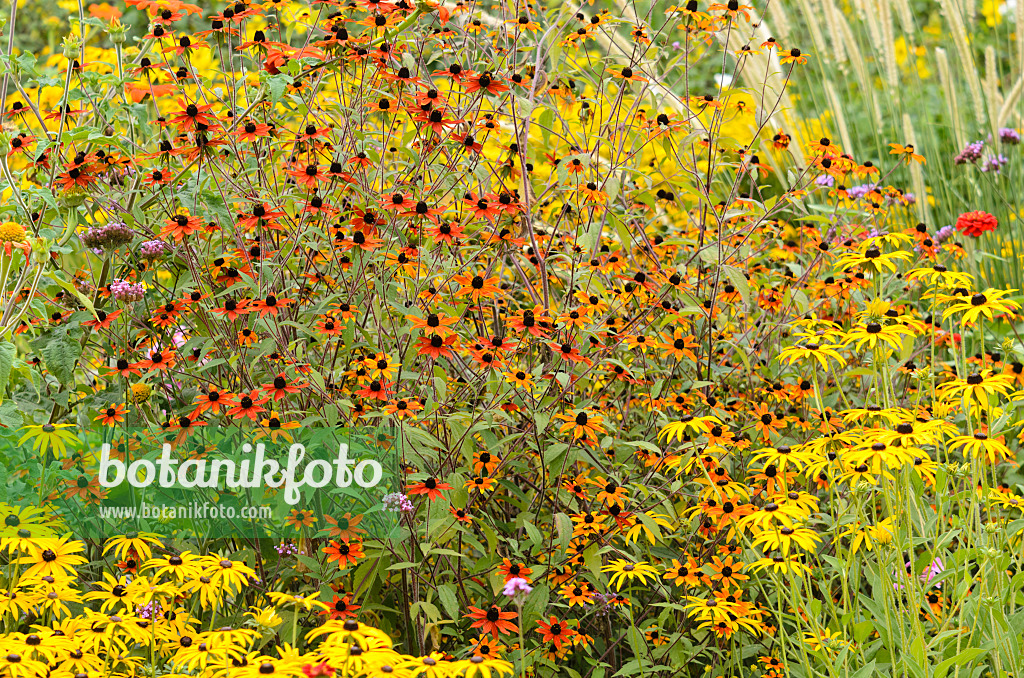 535104 - Brown-eyed Susan (Rudbeckia triloba 'Prairie Glow') and orange cone flower (Rudbeckia fulgida)