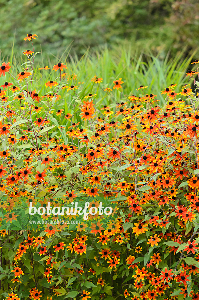 535214 - Brown-eyed Susan (Rudbeckia triloba 'Prairie Glow')