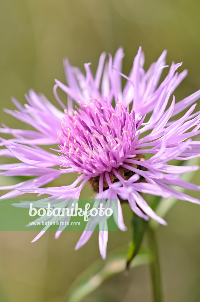 536088 - Brown knapweed (Centaurea jacea)