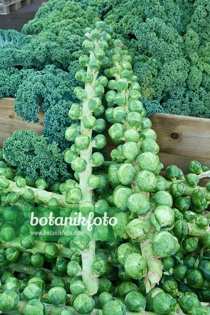 609059 - Brussels sprout (Brassica oleracea var. gemmifera)