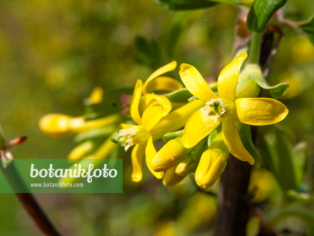 424132 - Buffalo currant (Ribes odoratum 'Crandall')