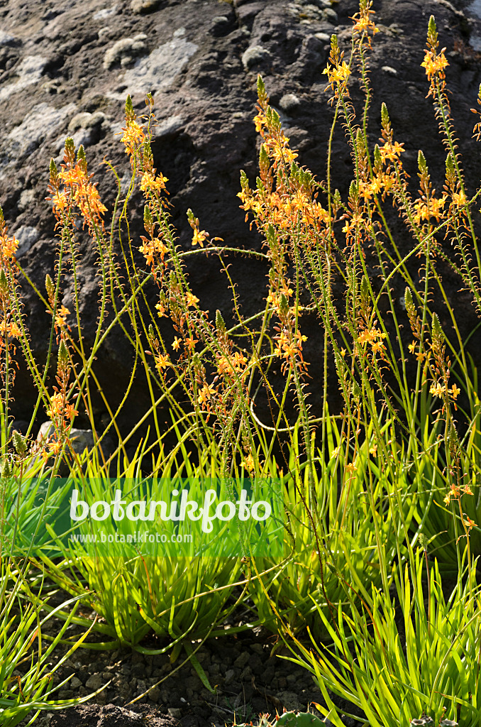 571012 - Bulbine frutescens