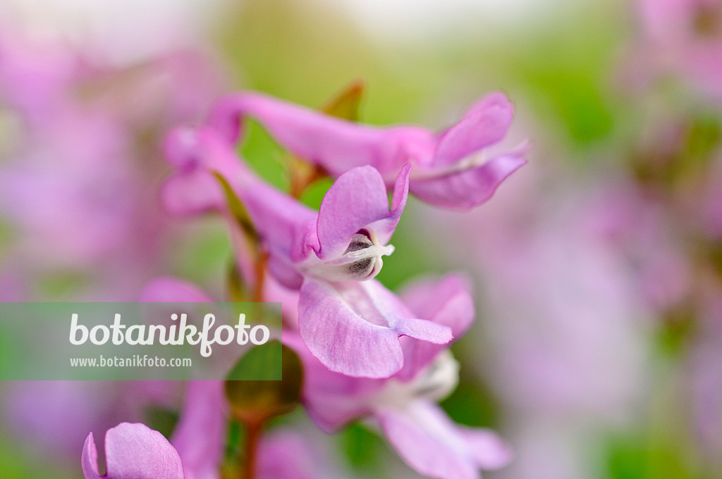 471024 - Bulbous corydalis (Corydalis cava)