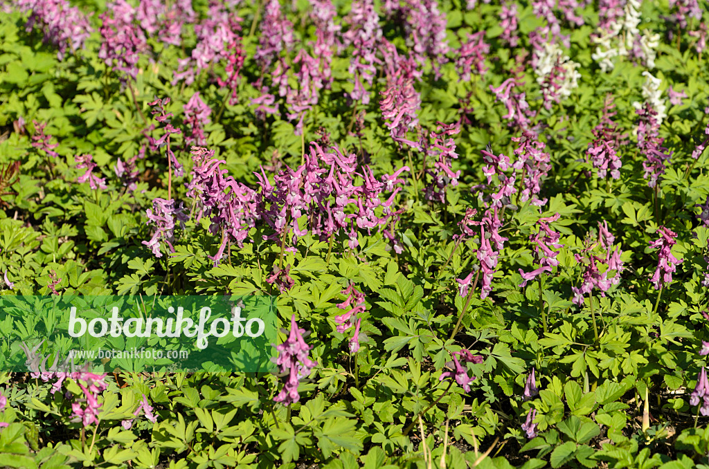 495020 - Bulbous corydalis (Corydalis cava)