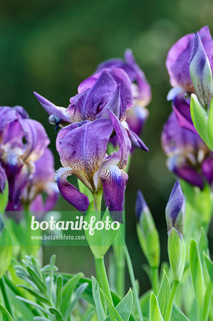 471304 - Bulgarian iris (Iris reichenbachii)