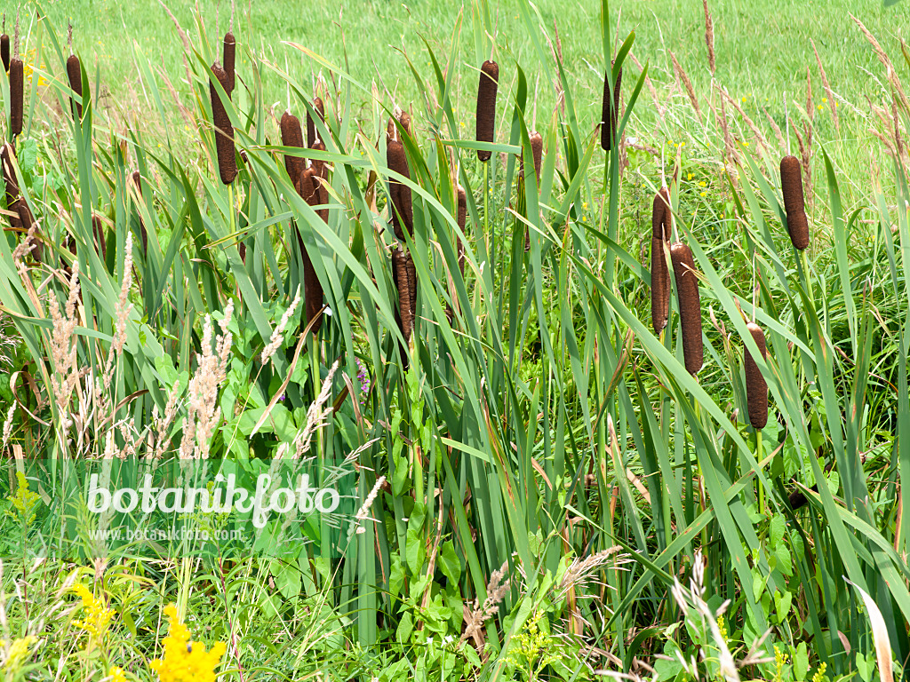 475145 - Bulrush (Typha)