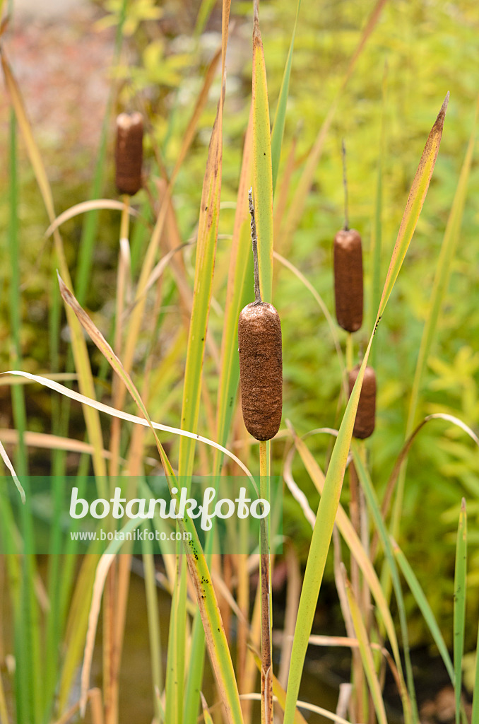 525058 - Bulrush (Typha)