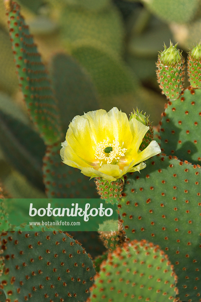 512032 - Bunny ears cactus (Opuntia microdasys)