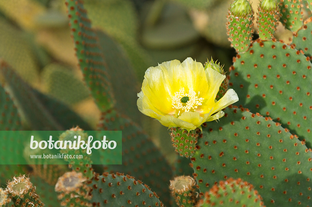 512033 - Bunny ears cactus (Opuntia microdasys)