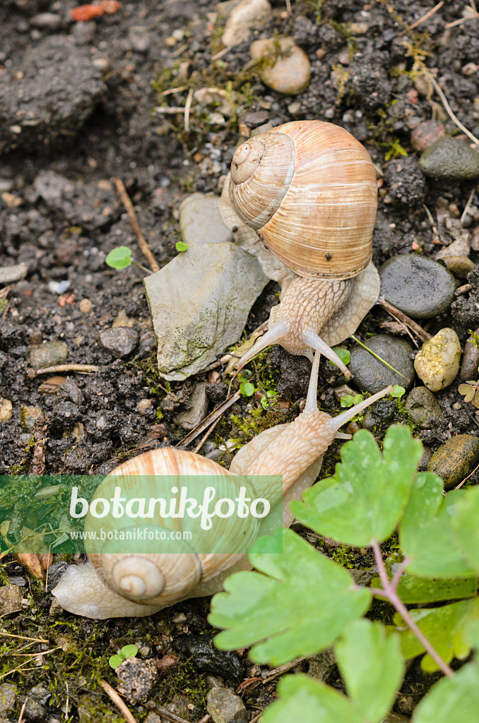 535120 - Burgundy snail (Helix pomatia) as a couple touching each other