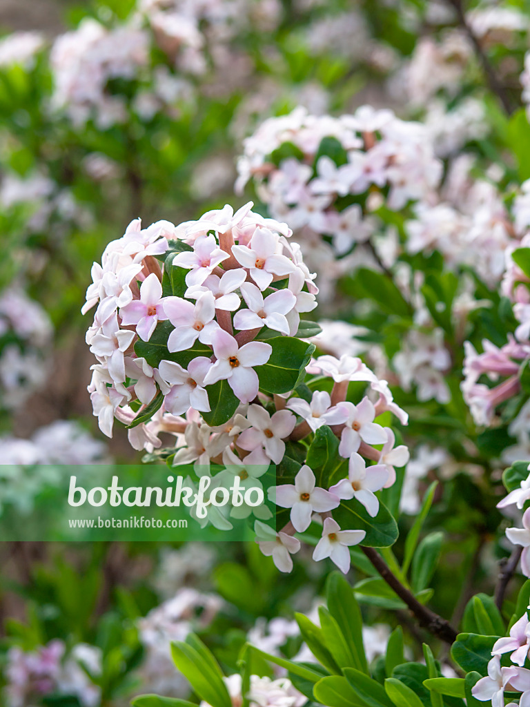 448044 - Burkwood's daphne (Daphne x burkwoodii)