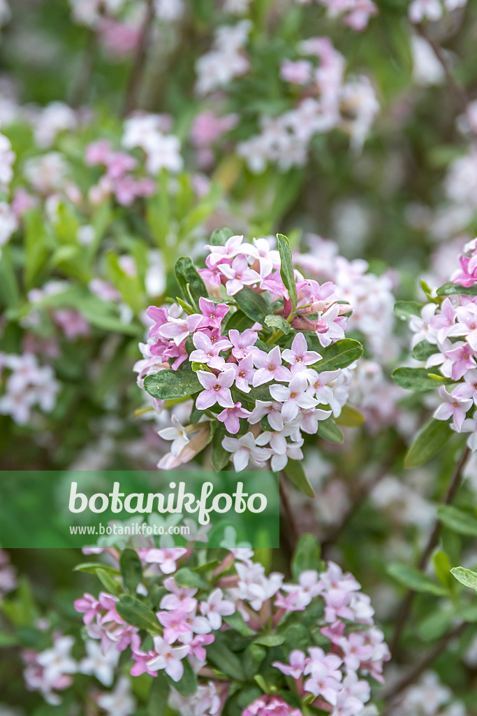 625180 - Burkwood's daphne (Daphne x burkwoodii 'Somerset')