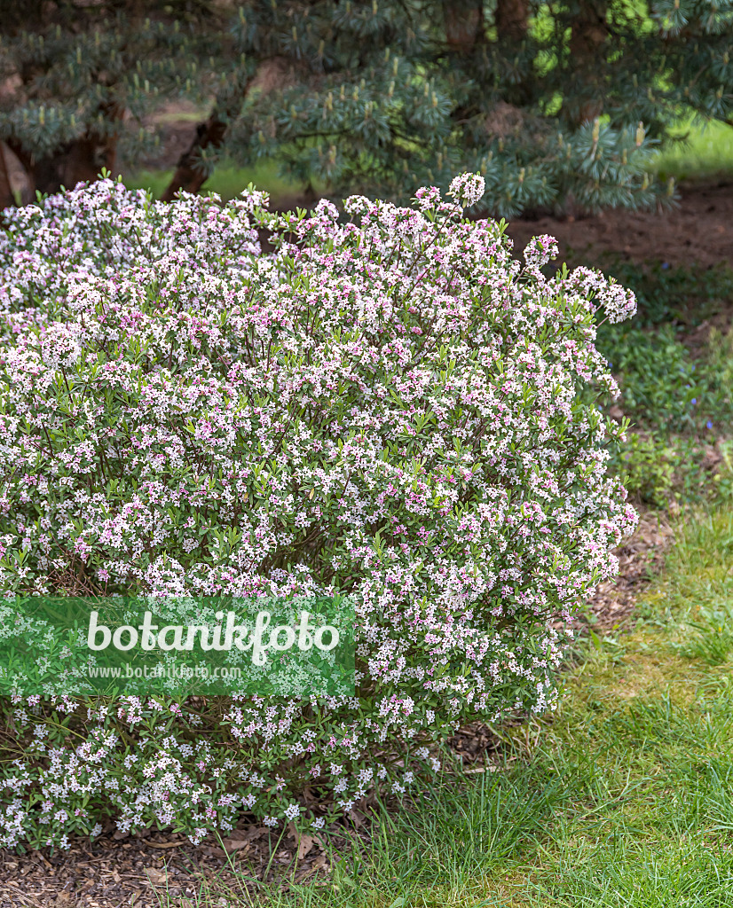 625182 - Burkwood's daphne (Daphne x burkwoodii 'Somerset')