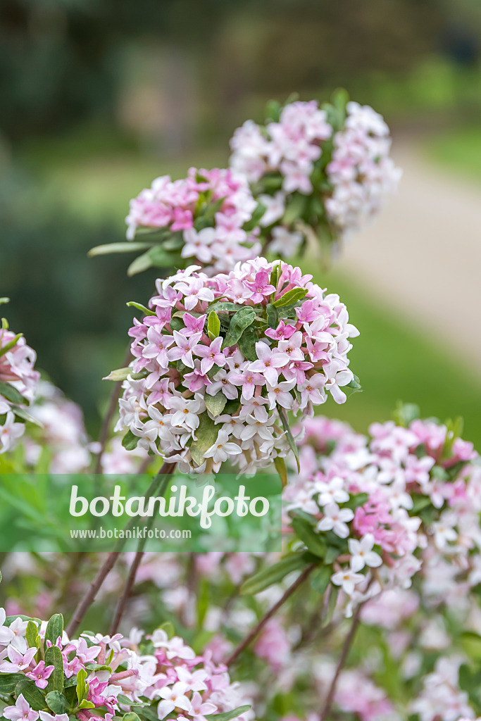 625183 - Burkwood's daphne (Daphne x burkwoodii 'Somerset')