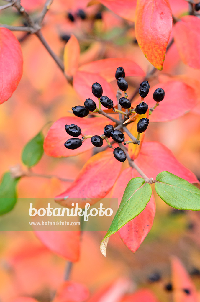 525201 - Burkwood's viburnum (Viburnum x burkwoodii)