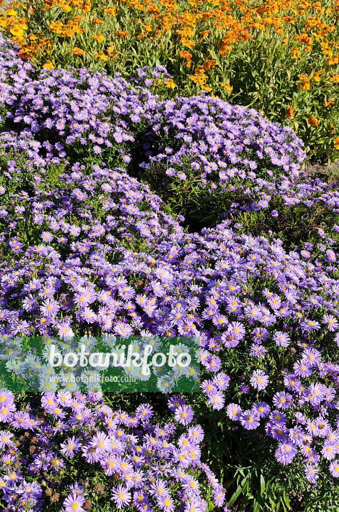 499161 - Bushy aster (Aster dumosus 'Blaue Lagune') and sneezeweed (Helenium)