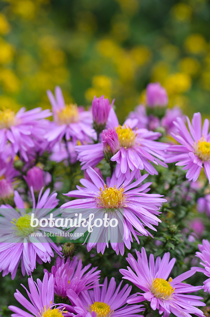 489116 - Bushy aster (Aster dumosus 'Herbstgruss vom Bresserhof')