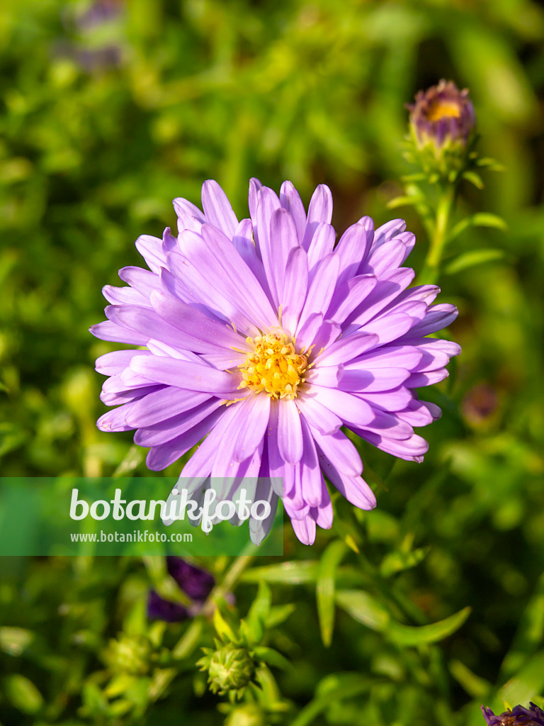 429068 - Bushy aster (Aster dumosus 'Lady in Blue')