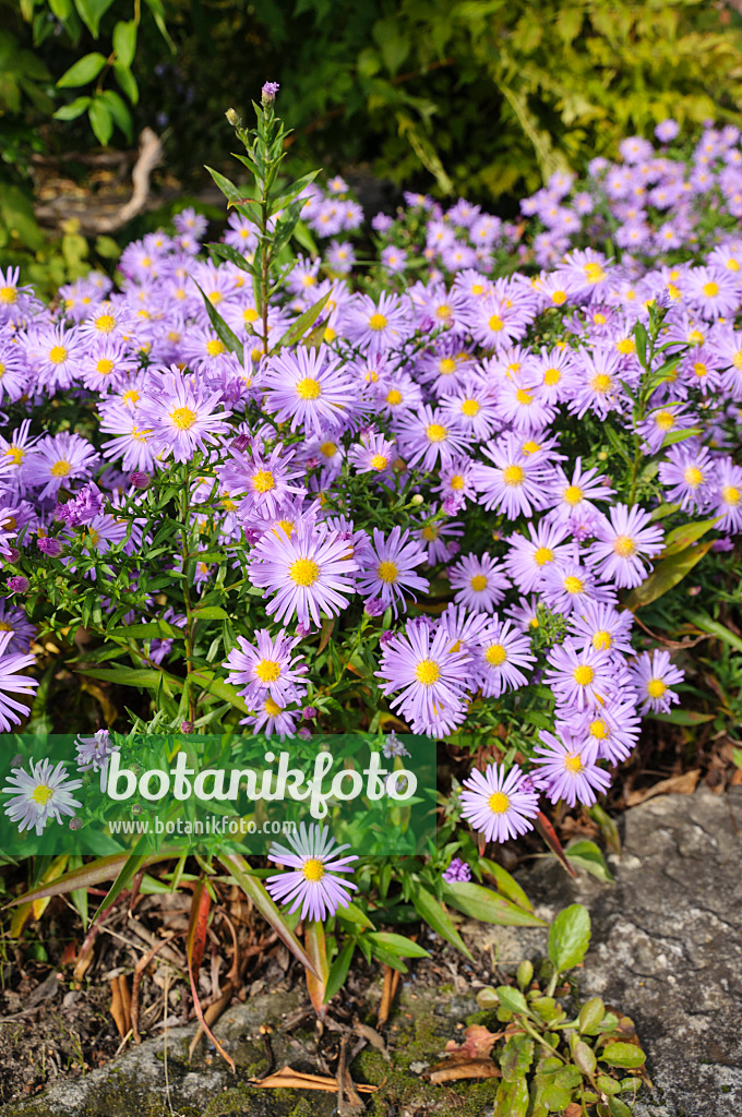 477041 - Bushy aster (Aster dumosus 'Lady in Blue')