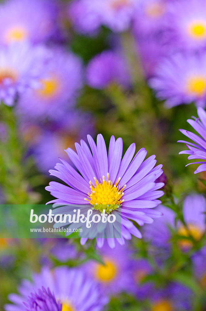 489043 - Bushy aster (Aster dumosus 'Lady in Blue')