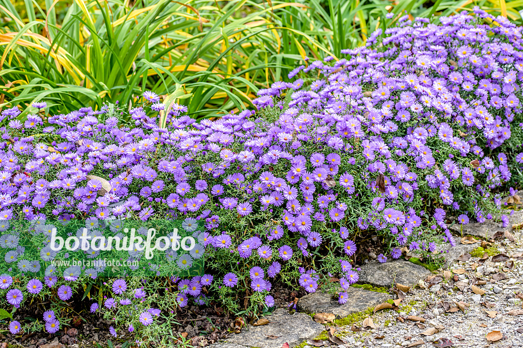 593032 - Bushy aster (Aster dumosus 'Lady in Blue')