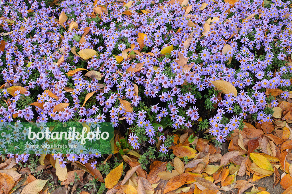 477102 - Bushy aster (Aster dumosus 'Prof. Anton Kippenberg')