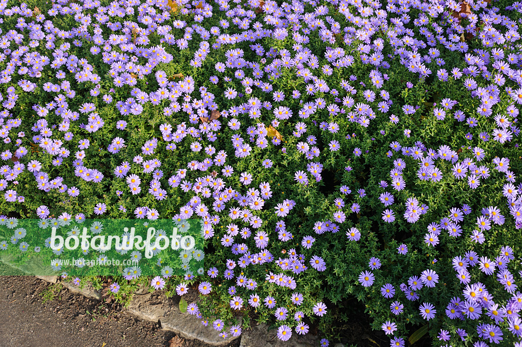 489097 - Bushy aster (Aster dumosus 'Prof. Anton Kippenberg')