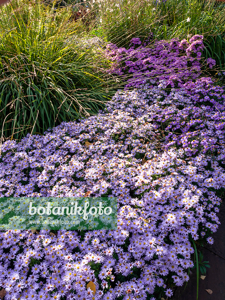 430124 - Bushy aster (Aster dumosus) and tall moor grass (Molinia arundinacea)