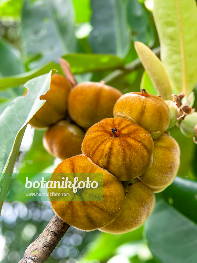 434397 - Butter fruit (Diospyros blancoi)