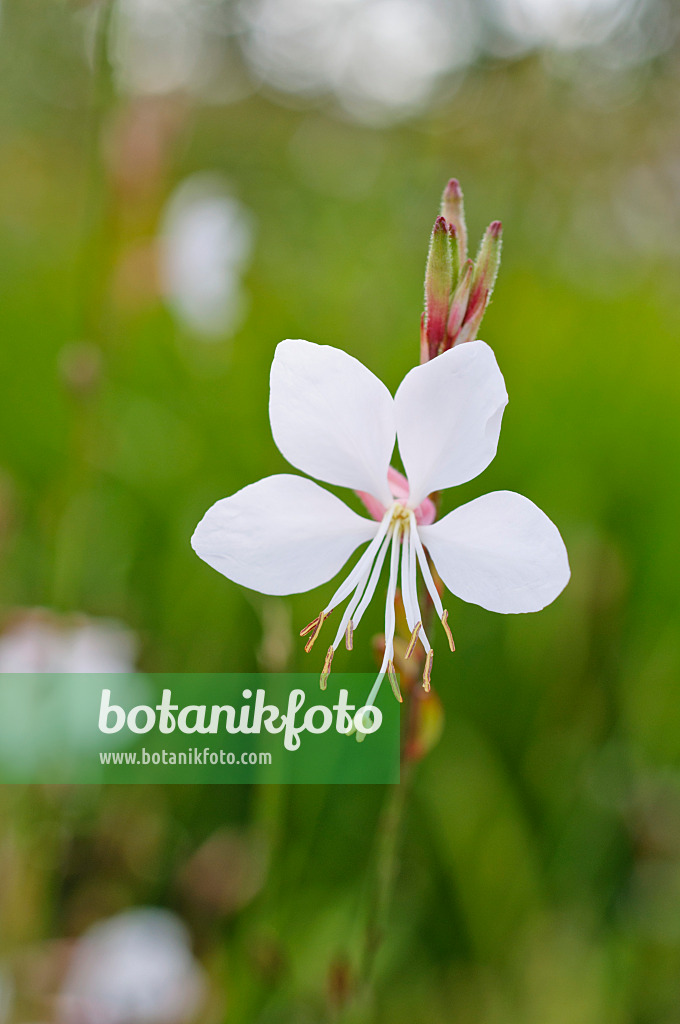 475180 - Butterfly gaura (Gaura lindheimeri)