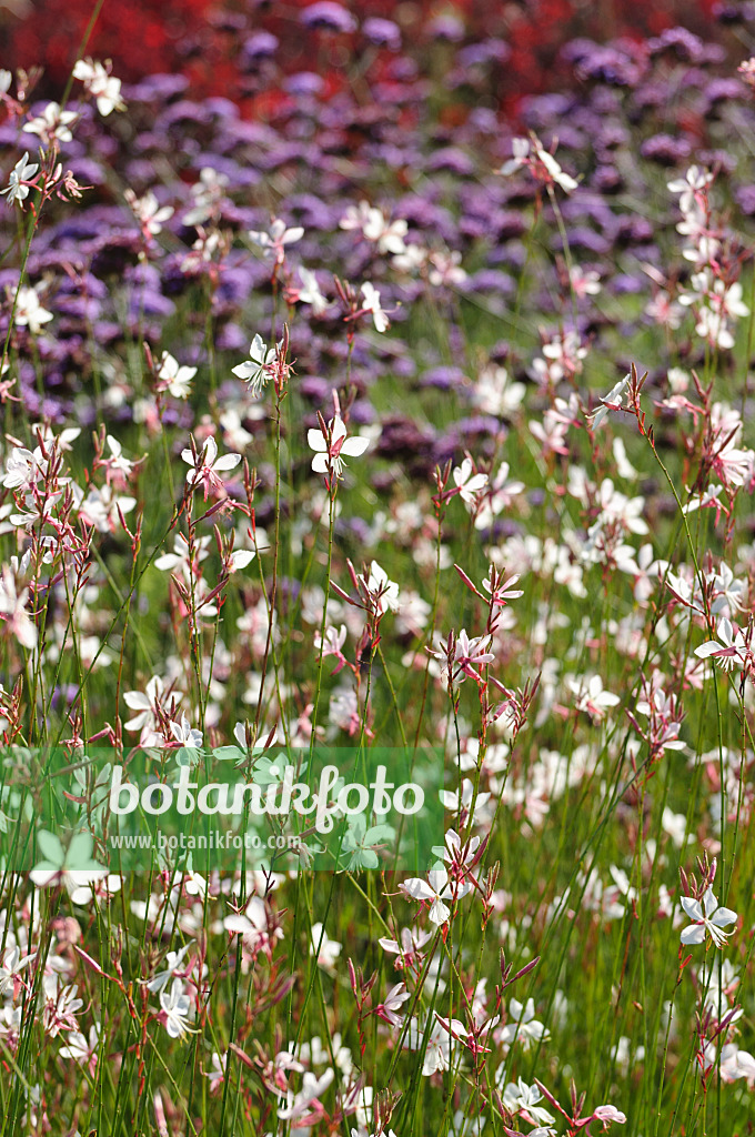 488041 - Butterfly gaura (Gaura lindheimeri)