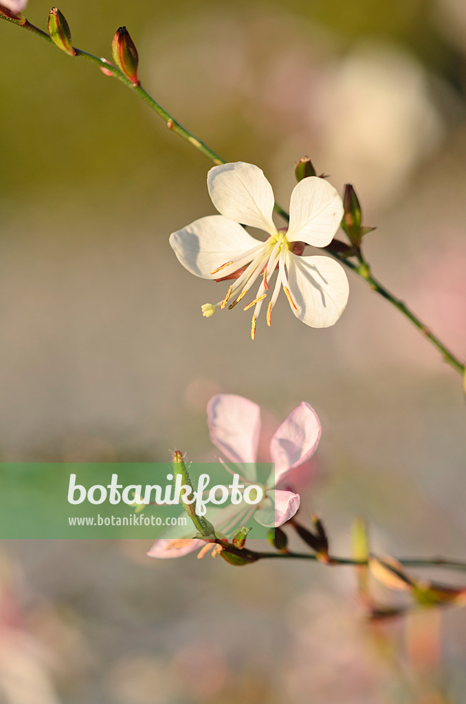 549019 - Butterfly gaura (Gaura lindheimeri)