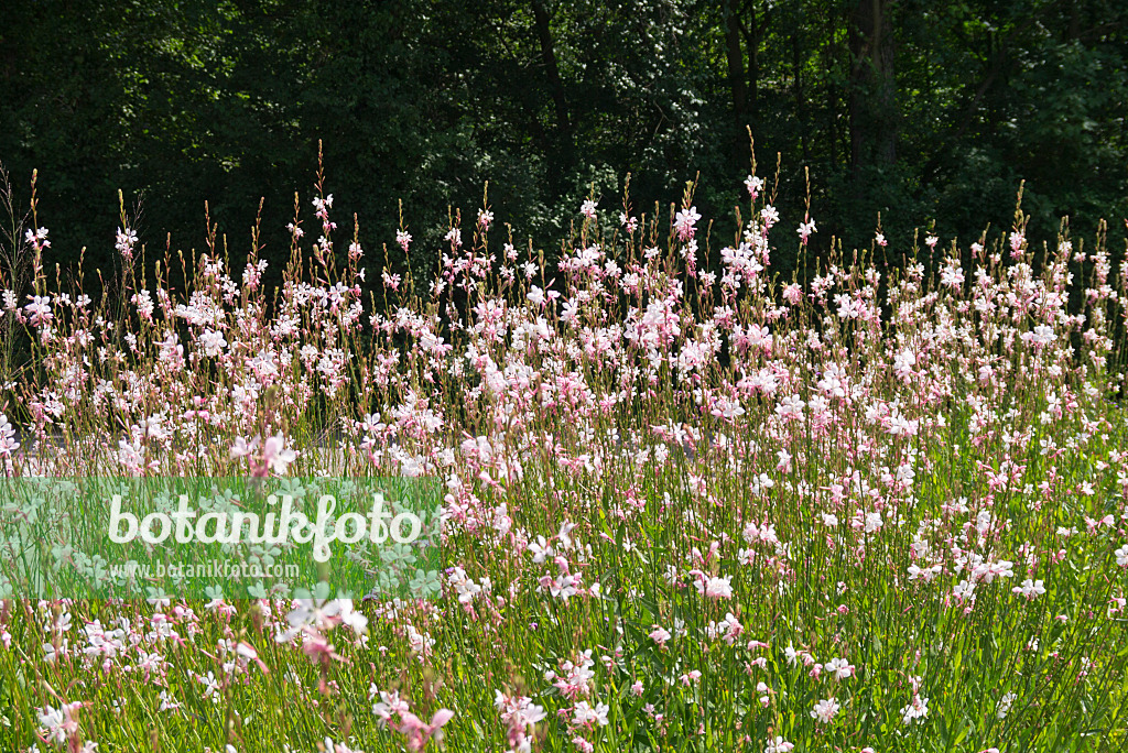 573018 - Butterfly gaura (Gaura lindheimeri)