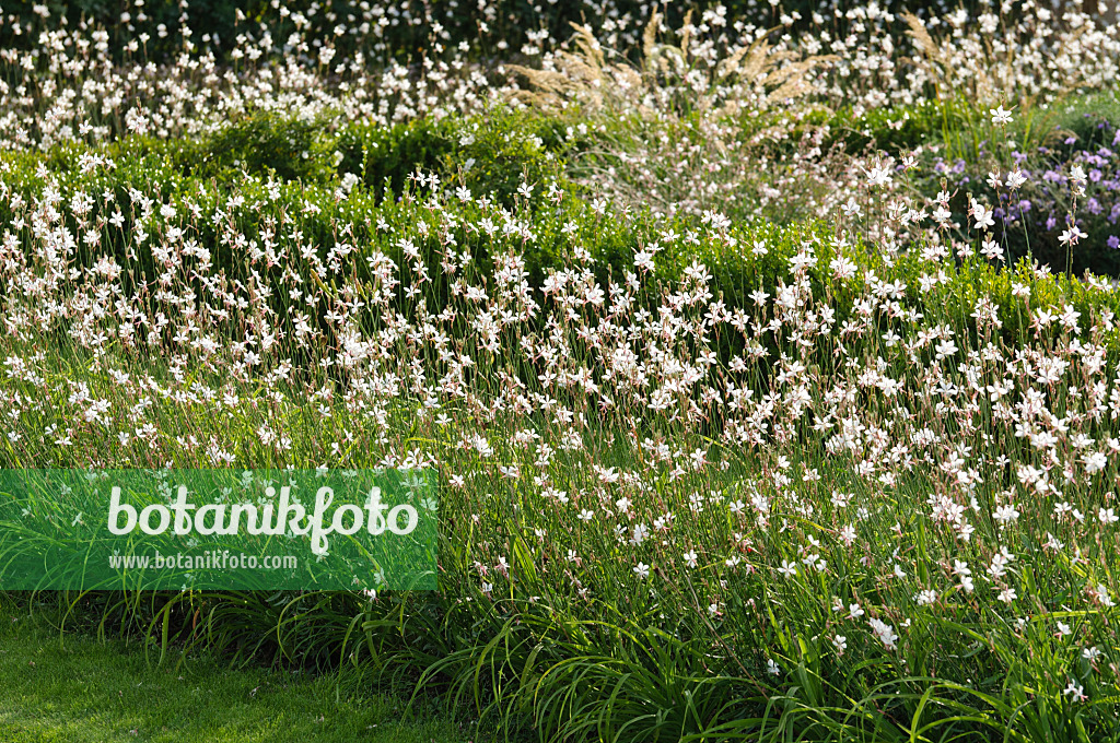 476054 - Butterfly gaura (Gaura lindheimeri 'Gambit Rose')