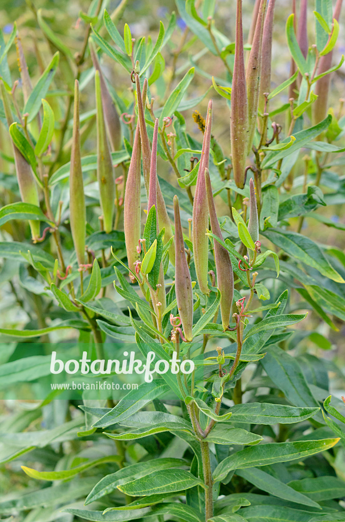 535229 - Butterfly milkweed (Asclepias tuberosa)