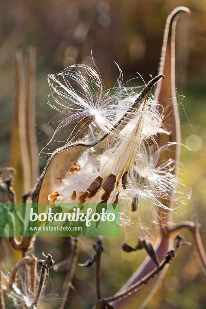 550016 - Butterfly milkweed (Asclepias tuberosa)