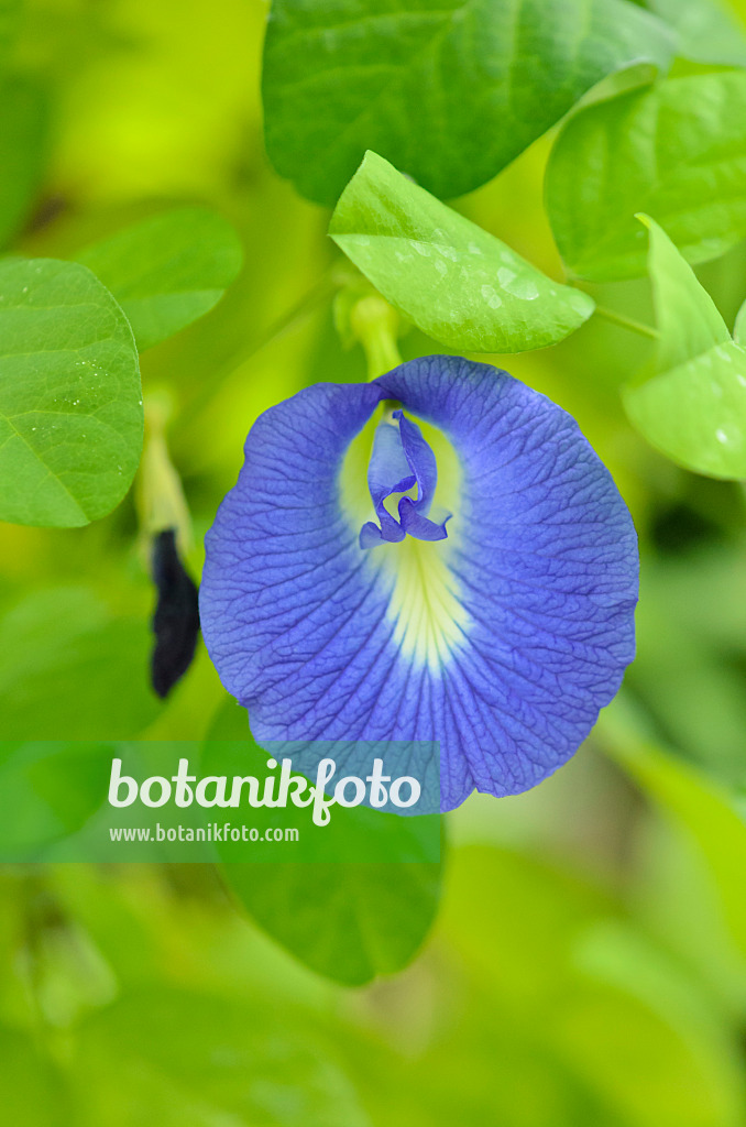 535194 - Butterfly pea blue pea (Clitoria ternatea)