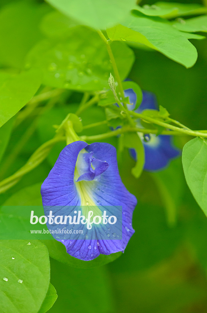 572021 - Butterfly pea blue pea (Clitoria ternatea)