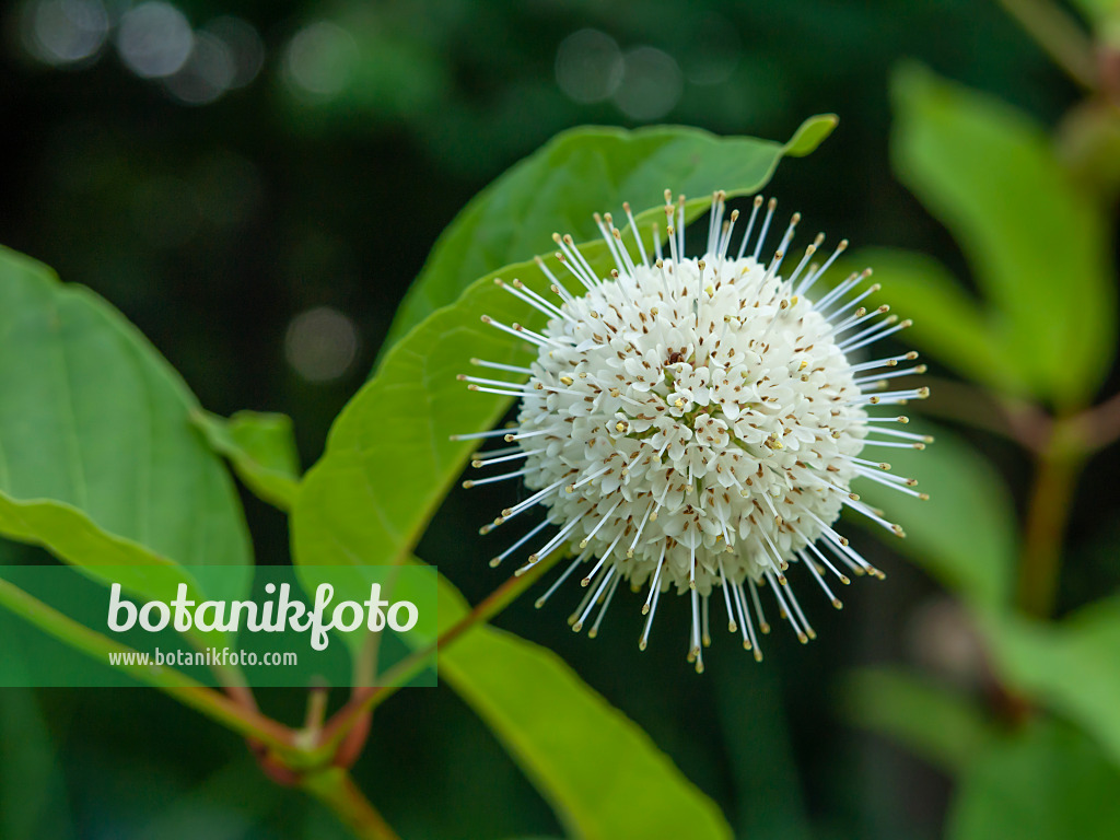 450061 - Button bush (Cephalanthus occidentalis)