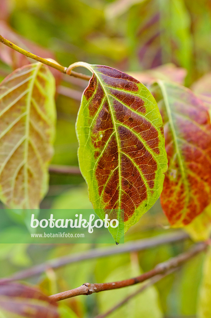 477006 - Button bush (Cephalanthus occidentalis)